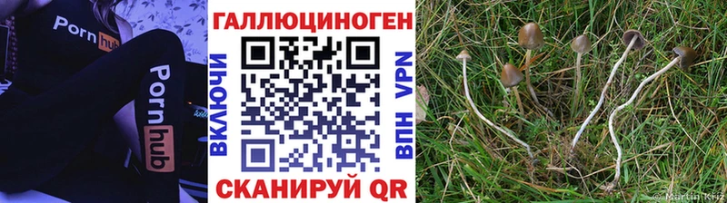 Купить где  Йошкар-Ола  Псилоцибиновые грибы Cubensis 